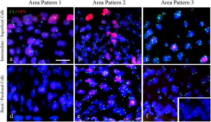https://cdn.ncbi.nlm.nih.gov/pmc/blobs/7310/9726813/4a6cf3589577/418_2022_2145_Fig5_HTML.jpg