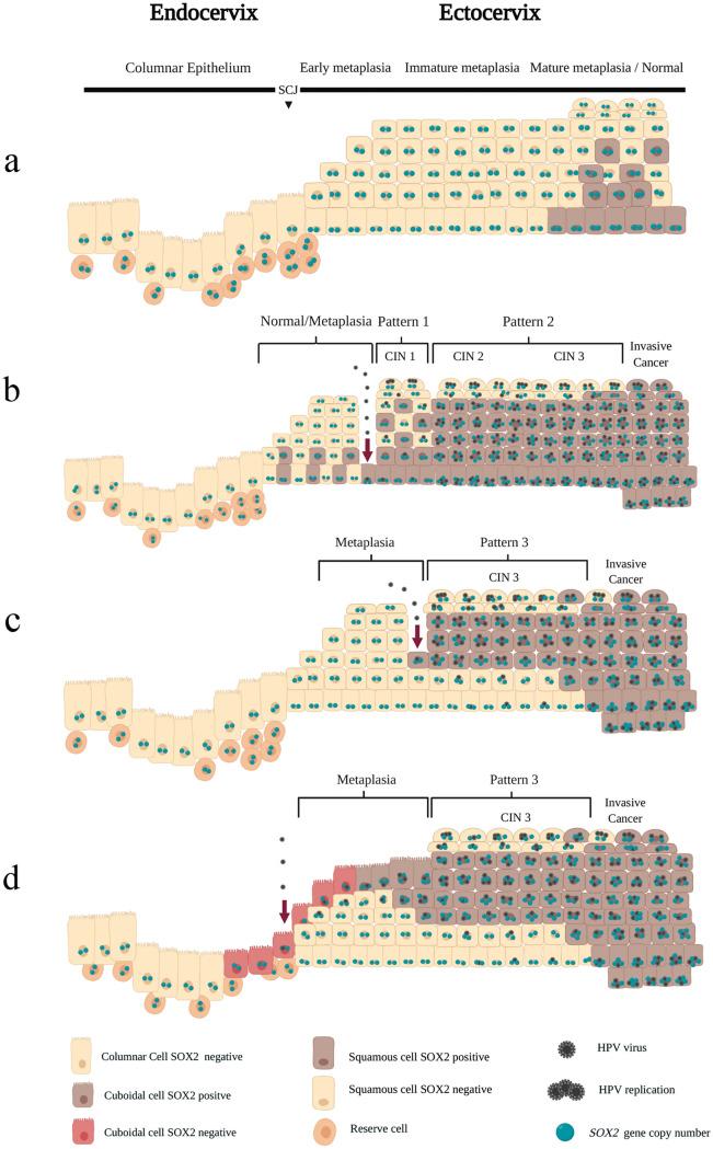 https://cdn.ncbi.nlm.nih.gov/pmc/blobs/7310/9726813/e6e75952a5b9/418_2022_2145_Fig7_HTML.jpg