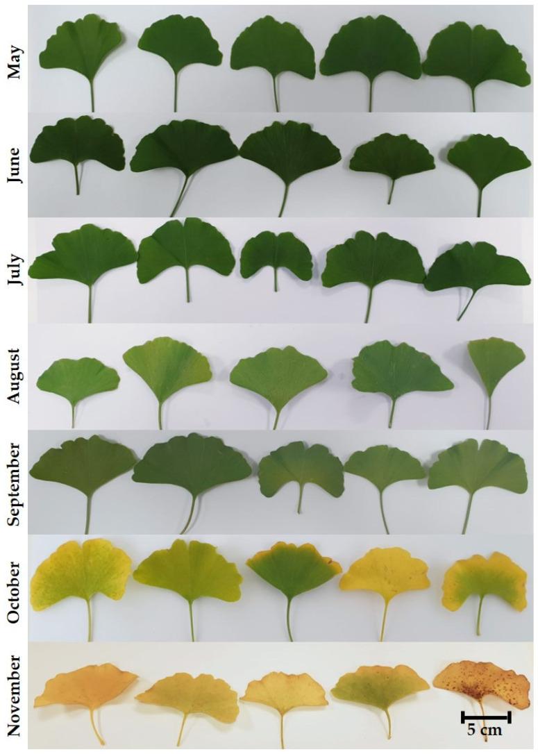 https://cdn.ncbi.nlm.nih.gov/pmc/blobs/7311/11548628/315cc6c08d3b/plants-13-03044-g001.jpg