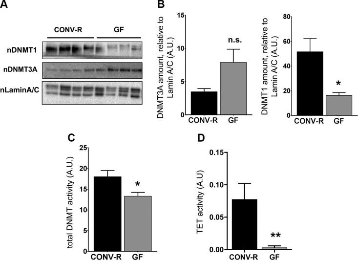 https://cdn.ncbi.nlm.nih.gov/pmc/blobs/7311/6338647/30a4b04b026e/fj.201800787Rf2.jpg