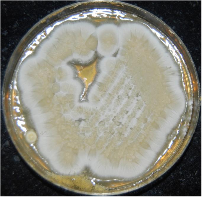 https://cdn.ncbi.nlm.nih.gov/pmc/blobs/7313/4909865/1fe9d9c6055c/gr3.jpg