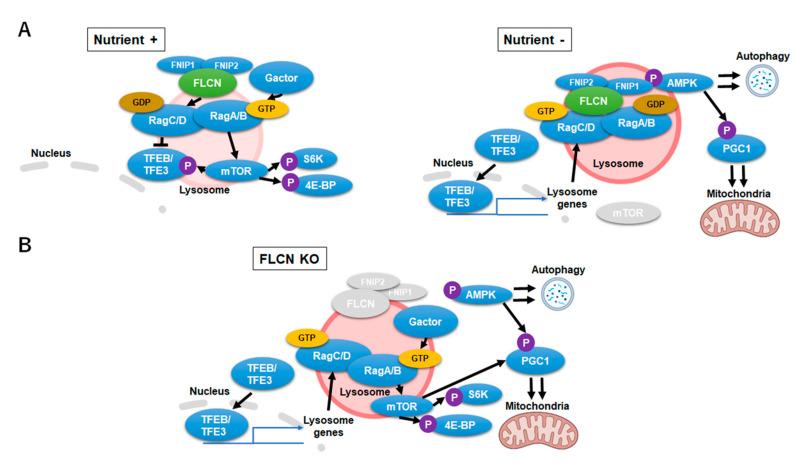 https://cdn.ncbi.nlm.nih.gov/pmc/blobs/7313/8124492/2803631aa789/ijms-22-04627-g003.jpg