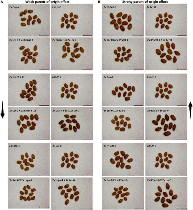 https://cdn.ncbi.nlm.nih.gov/pmc/blobs/7314/8940307/41815eb9dabf/fpls-13-835219-g002.jpg