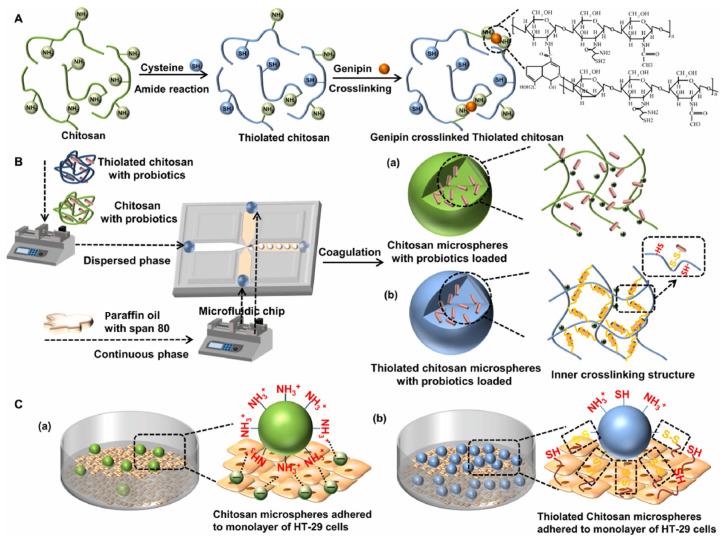 https://cdn.ncbi.nlm.nih.gov/pmc/blobs/7315/11768238/e684c2e34308/polymers-17-00144-g001.jpg