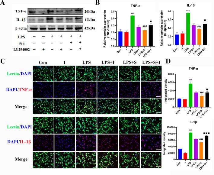 https://cdn.ncbi.nlm.nih.gov/pmc/blobs/7317/11208122/8372385e58a0/CCS3-18-e12023-g006.jpg