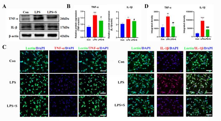 https://cdn.ncbi.nlm.nih.gov/pmc/blobs/7317/11208122/9a12e5a3fbb5/CCS3-18-e12023-g004.jpg