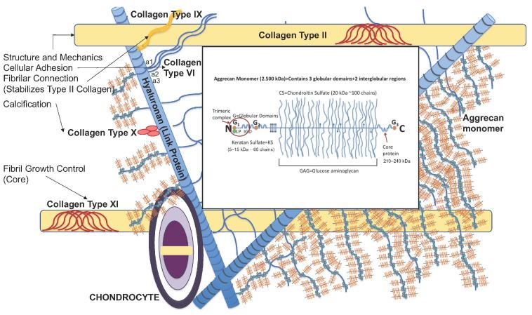 https://cdn.ncbi.nlm.nih.gov/pmc/blobs/7319/9658499/fbbf0e4f3231/ijms-23-13517-g001.jpg