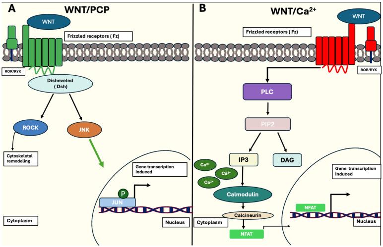https://cdn.ncbi.nlm.nih.gov/pmc/blobs/731a/12388849/110ebd69022c/ncrna-11-00061-g005.jpg