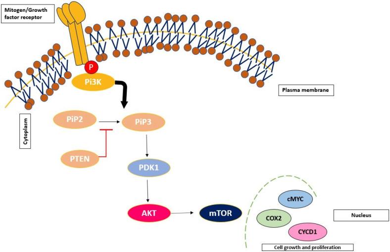 https://cdn.ncbi.nlm.nih.gov/pmc/blobs/731a/12388849/2fa2c610b26b/ncrna-11-00061-g003.jpg