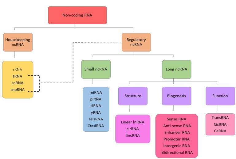 https://cdn.ncbi.nlm.nih.gov/pmc/blobs/731a/12388849/6c0b9409a2cc/ncrna-11-00061-g001.jpg
