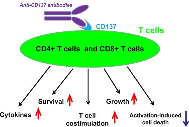 https://cdn.ncbi.nlm.nih.gov/pmc/blobs/7320/3776567/feb727c0ca41/cpaa-5-047Fig1.jpg