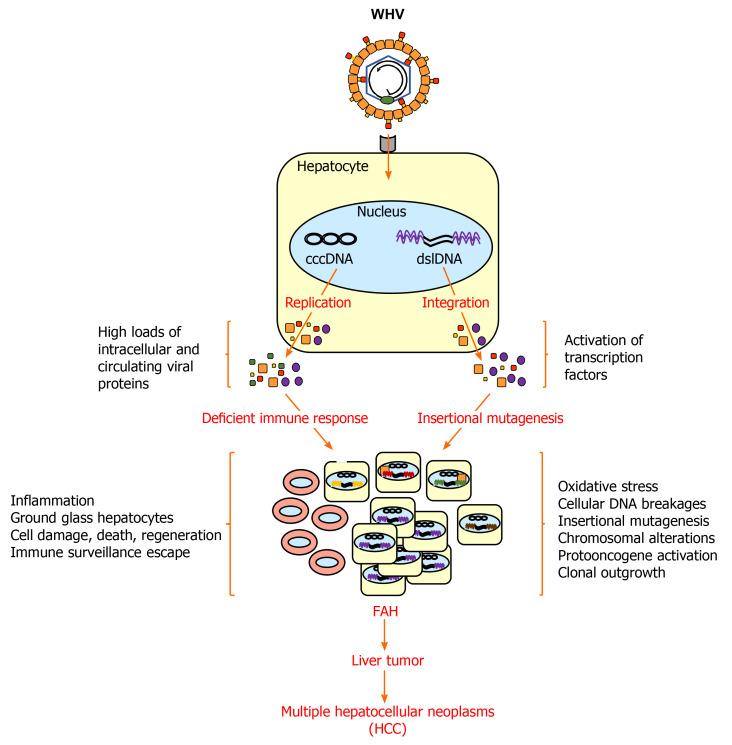 https://cdn.ncbi.nlm.nih.gov/pmc/blobs/7323/8204361/e31b956a5830/WJGO-13-509-g002.jpg