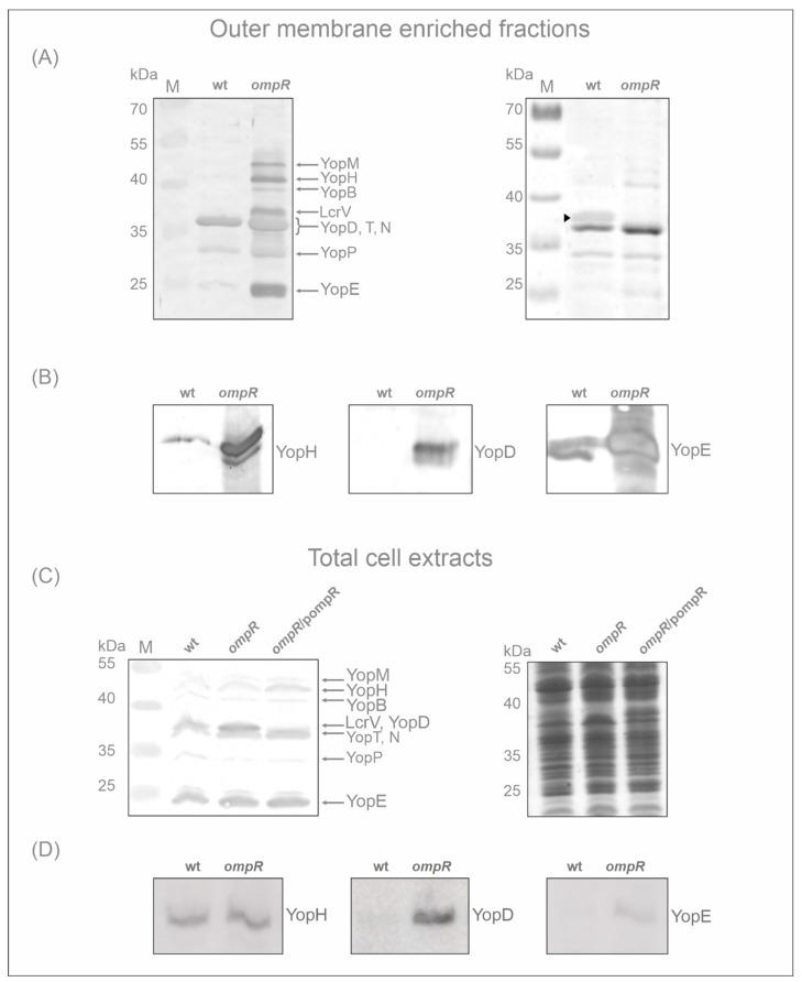 https://cdn.ncbi.nlm.nih.gov/pmc/blobs/7324/9100119/a35603433011/ijms-23-04758-g003.jpg