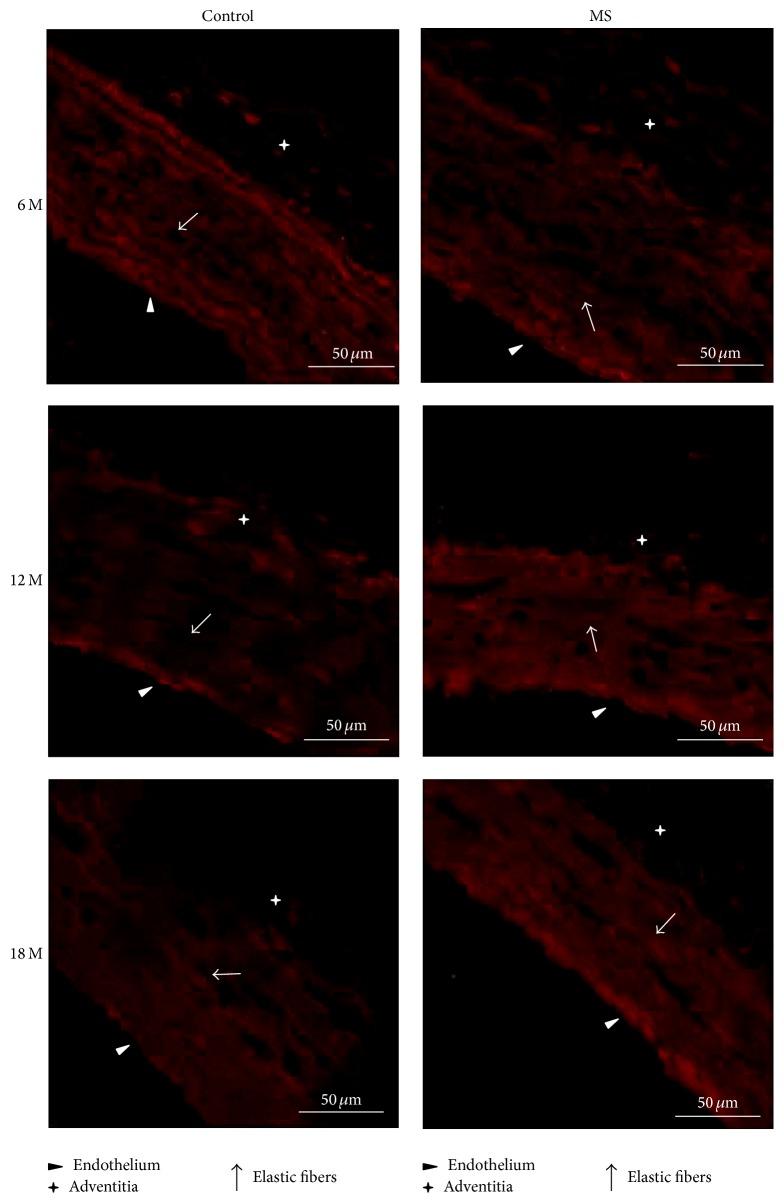 https://cdn.ncbi.nlm.nih.gov/pmc/blobs/7326/4886055/7a0f41cf0c89/IJHY2016-5830192.005.jpg