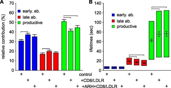 https://cdn.ncbi.nlm.nih.gov/pmc/blobs/7328/2845073/43c7782bfa84/JCB_200908078_RGB_Fig7.jpg