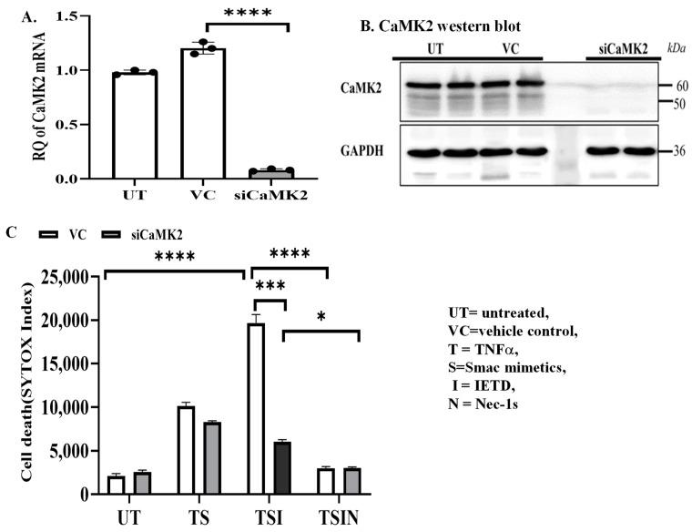 https://cdn.ncbi.nlm.nih.gov/pmc/blobs/7329/11050252/4f4faac42f1a/ijms-25-04428-g002a.jpg