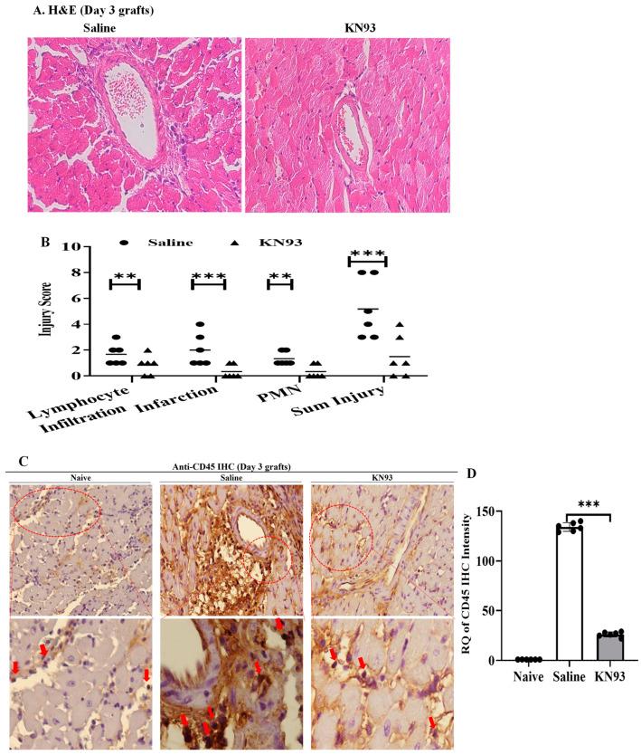 https://cdn.ncbi.nlm.nih.gov/pmc/blobs/7329/11050252/5098b999de02/ijms-25-04428-g007a.jpg