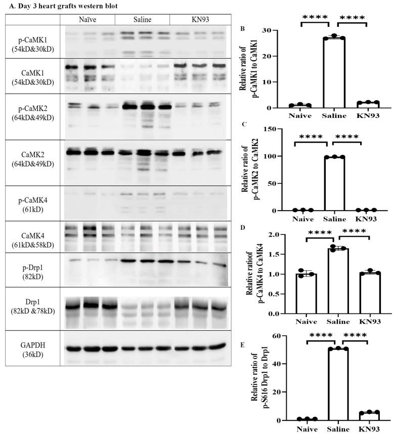 https://cdn.ncbi.nlm.nih.gov/pmc/blobs/7329/11050252/5f078a83ed9c/ijms-25-04428-g006.jpg