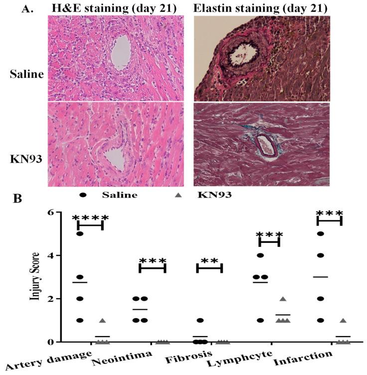 https://cdn.ncbi.nlm.nih.gov/pmc/blobs/7329/11050252/ca2e8da16841/ijms-25-04428-g008a.jpg