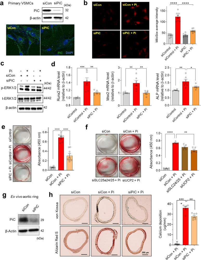 https://cdn.ncbi.nlm.nih.gov/pmc/blobs/732a/10073177/cde1af18297b/12276_2023_950_Fig2_HTML.jpg