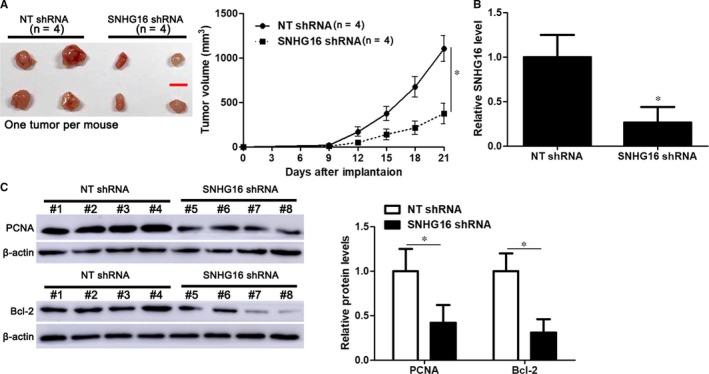 https://cdn.ncbi.nlm.nih.gov/pmc/blobs/732c/6815839/182f2b378aa8/JCMM-23-7395-g003.jpg