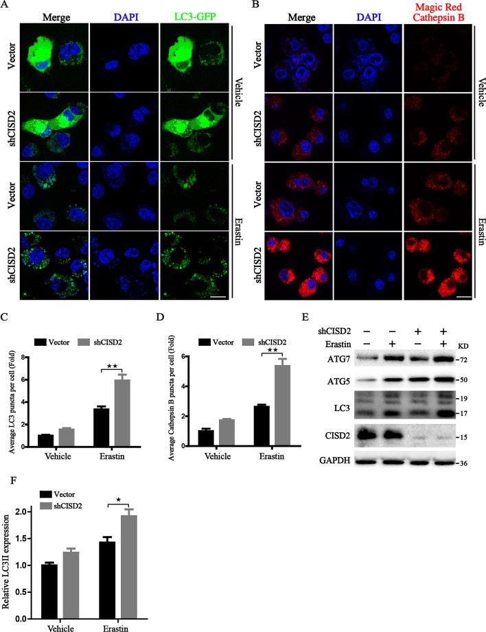 https://cdn.ncbi.nlm.nih.gov/pmc/blobs/732d/9523958/dab896d9f34e/11658_2022_383_Fig2_HTML.jpg