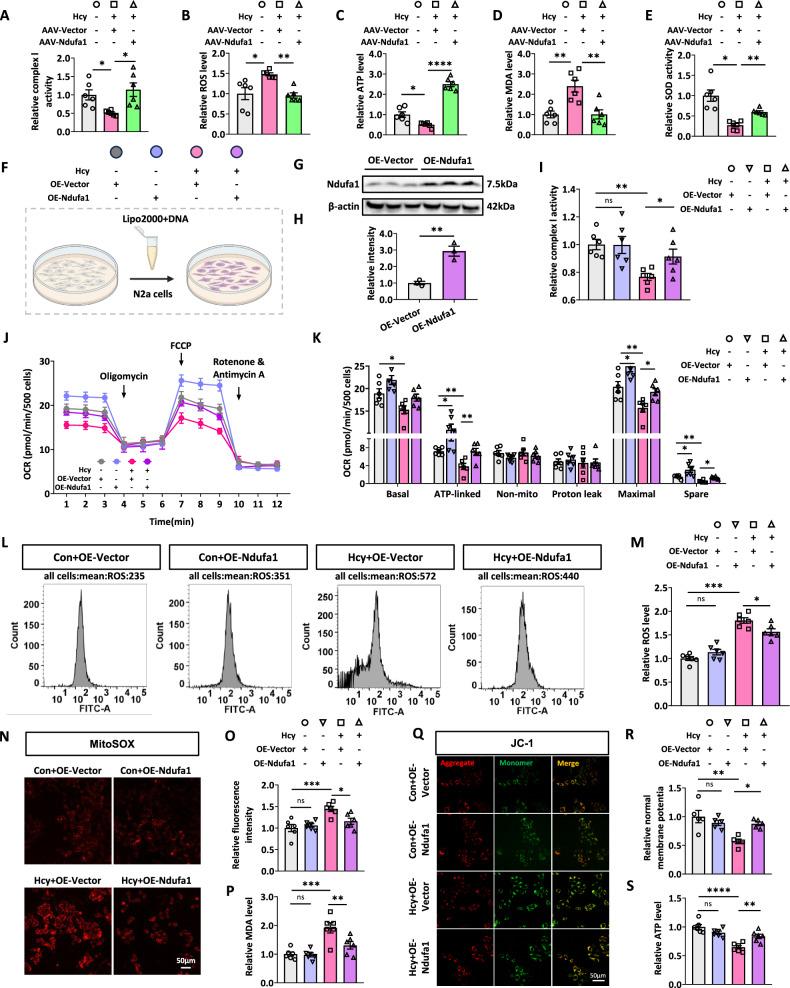https://cdn.ncbi.nlm.nih.gov/pmc/blobs/732e/12234694/348dbecba764/41419_2025_7834_Fig5_HTML.jpg