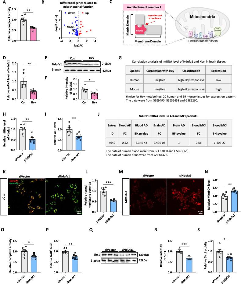 https://cdn.ncbi.nlm.nih.gov/pmc/blobs/732e/12234694/8c3db8a4120c/41419_2025_7834_Fig3_HTML.jpg