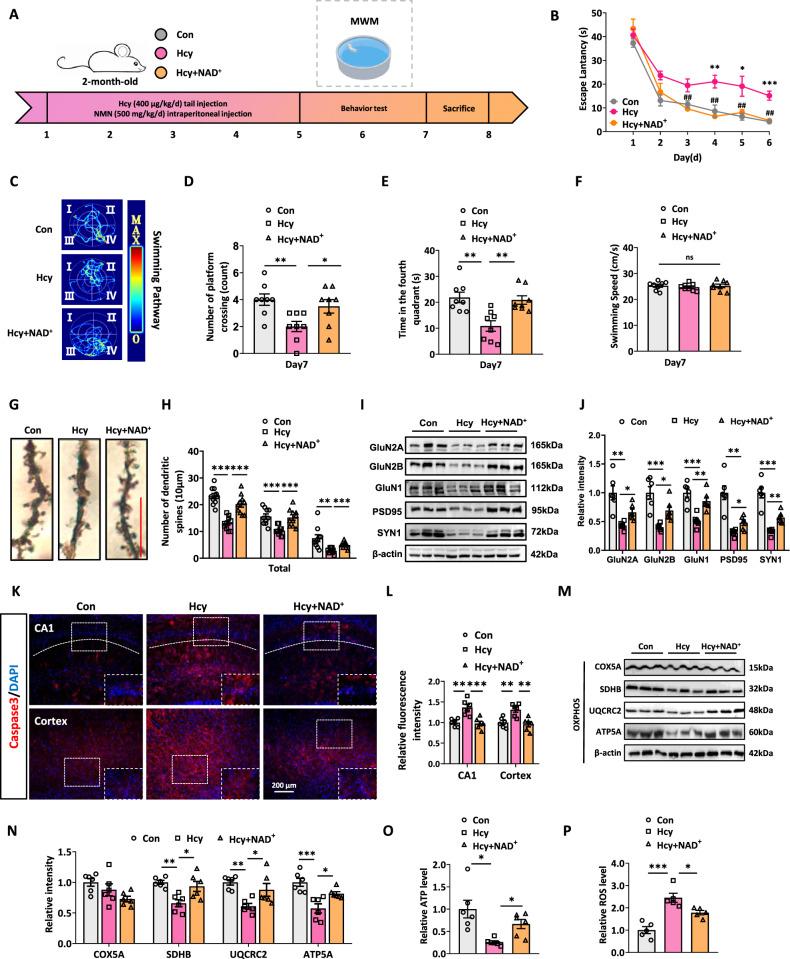 https://cdn.ncbi.nlm.nih.gov/pmc/blobs/732e/12234694/e178b18fdb64/41419_2025_7834_Fig7_HTML.jpg