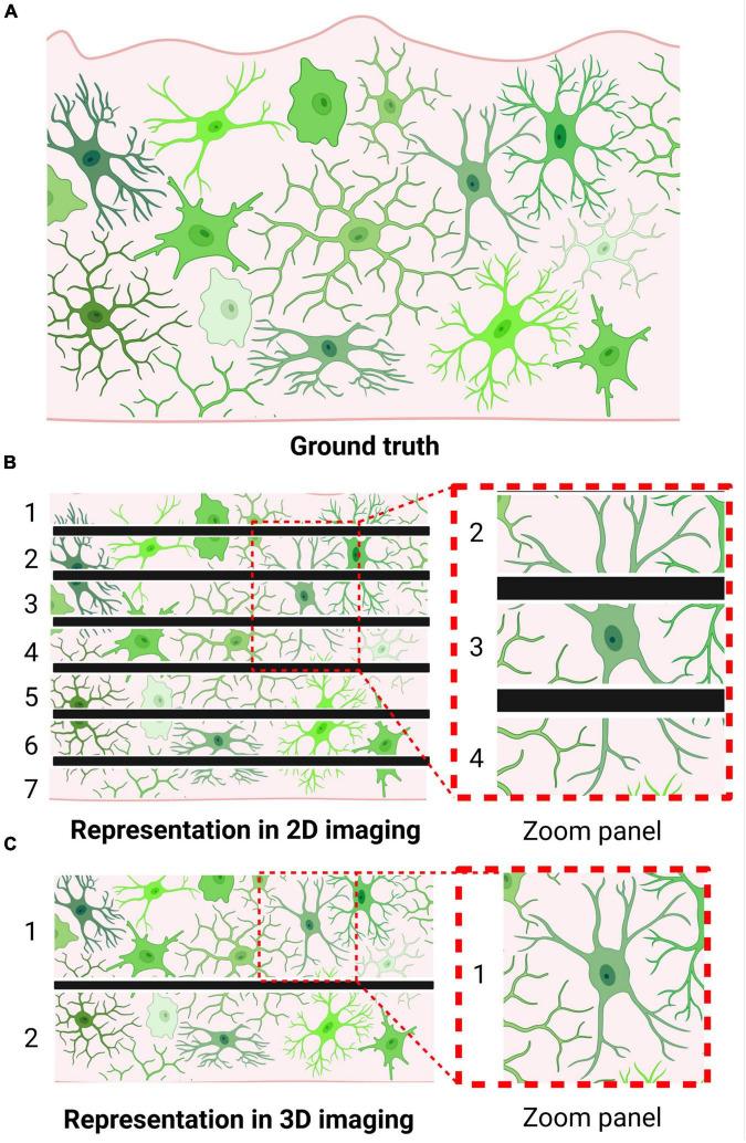 https://cdn.ncbi.nlm.nih.gov/pmc/blobs/7330/9276927/2284db437ee6/fncel-16-942462-g001.jpg