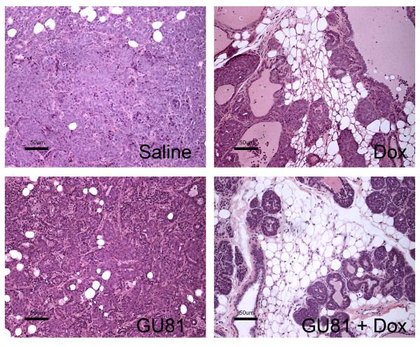 https://cdn.ncbi.nlm.nih.gov/pmc/blobs/7332/2920882/c498423cb7c3/1471-2407-10-397-3.jpg