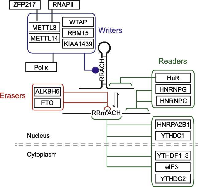 https://cdn.ncbi.nlm.nih.gov/pmc/blobs/7332/5487527/7c92ff869337/gr1.jpg
