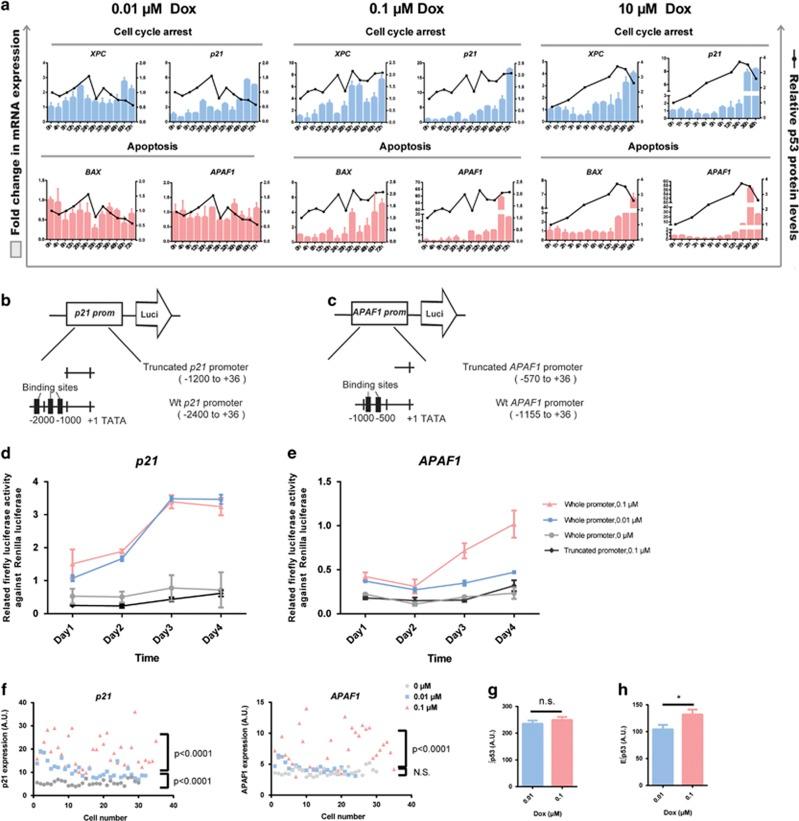 https://cdn.ncbi.nlm.nih.gov/pmc/blobs/7332/5682658/01062ff441d8/cddis2017492f4.jpg