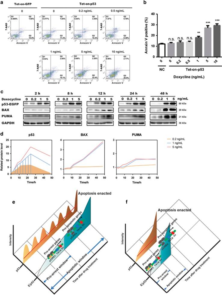 https://cdn.ncbi.nlm.nih.gov/pmc/blobs/7332/5682658/5467f82b13e9/cddis2017492f5.jpg