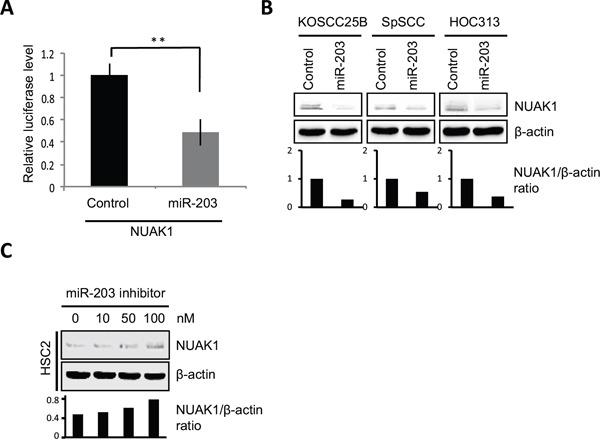 https://cdn.ncbi.nlm.nih.gov/pmc/blobs/7334/4884988/0ba73e6c7f20/oncotarget-07-8223-g005.jpg