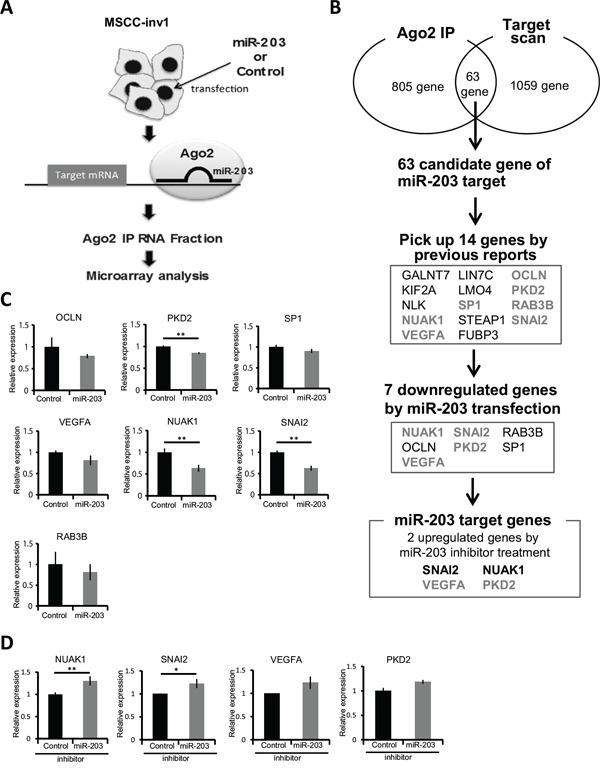 https://cdn.ncbi.nlm.nih.gov/pmc/blobs/7334/4884988/cd7a5d4c0131/oncotarget-07-8223-g004.jpg