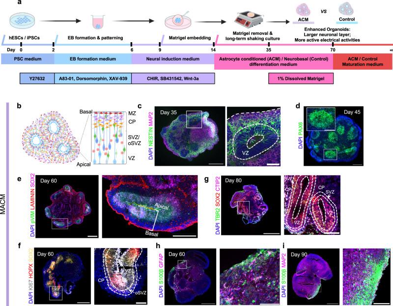 https://cdn.ncbi.nlm.nih.gov/pmc/blobs/7335/11930946/cb3c41904634/41467_2025_58295_Fig1_HTML.jpg