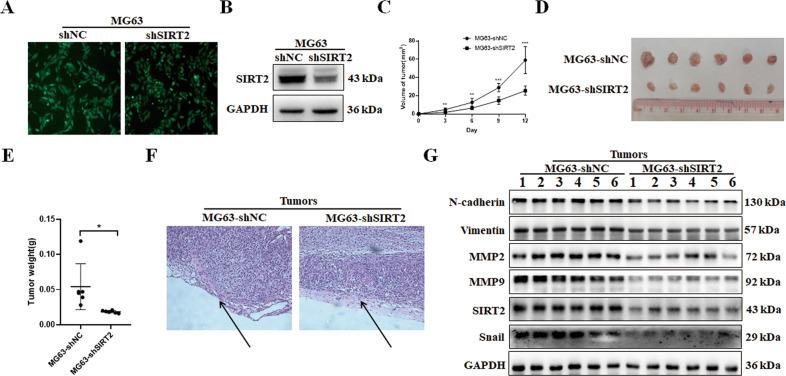 https://cdn.ncbi.nlm.nih.gov/pmc/blobs/7335/9640536/3b348e08f486/41419_2022_5388_Fig5_HTML.jpg