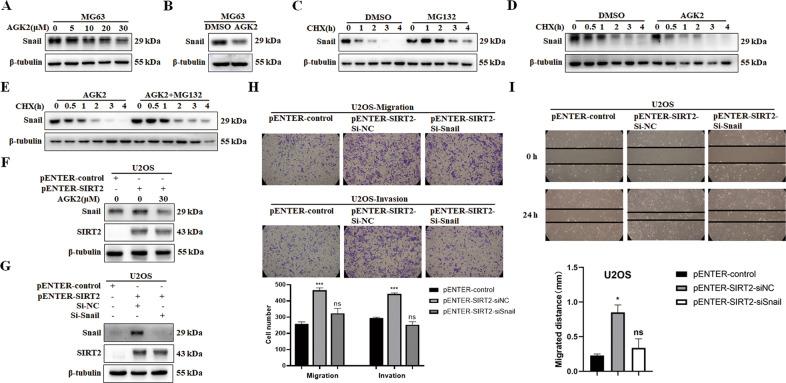 https://cdn.ncbi.nlm.nih.gov/pmc/blobs/7335/9640536/d85b8a9f0d75/41419_2022_5388_Fig8_HTML.jpg