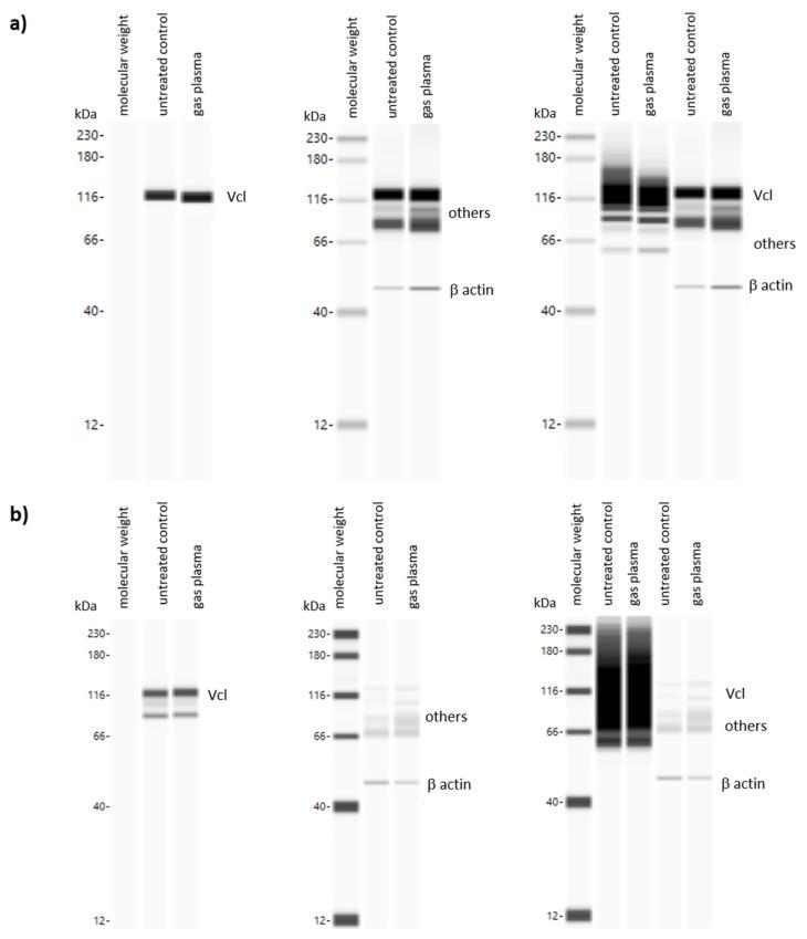 https://cdn.ncbi.nlm.nih.gov/pmc/blobs/7337/10812527/c41ab8c679d5/antioxidants-13-00068-g0A1.jpg