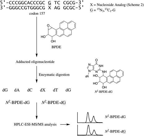 https://cdn.ncbi.nlm.nih.gov/pmc/blobs/7338/3089471/5aef617d02cb/gkq1341s3.jpg