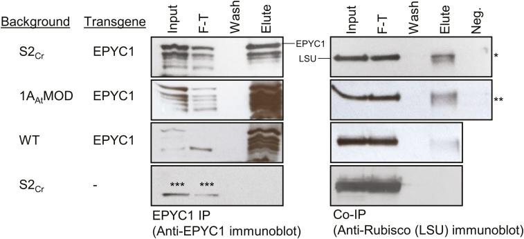 https://cdn.ncbi.nlm.nih.gov/pmc/blobs/7338/6793452/a526fe5c693c/erz275f0007.jpg