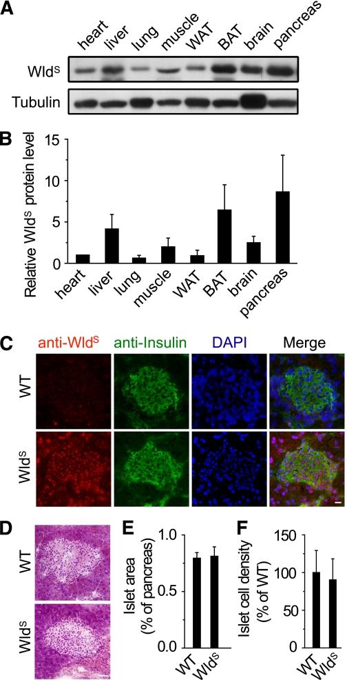 https://cdn.ncbi.nlm.nih.gov/pmc/blobs/733d/3219932/00524eeb9ac4/3197fig1.jpg