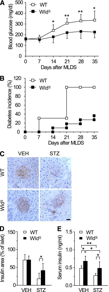 https://cdn.ncbi.nlm.nih.gov/pmc/blobs/733d/3219932/1e055298661b/3197fig4.jpg