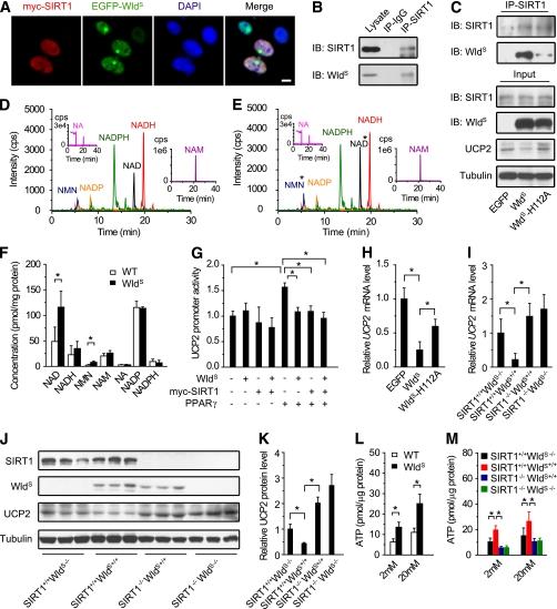 https://cdn.ncbi.nlm.nih.gov/pmc/blobs/733d/3219932/6c91be039cda/3197fig7.jpg