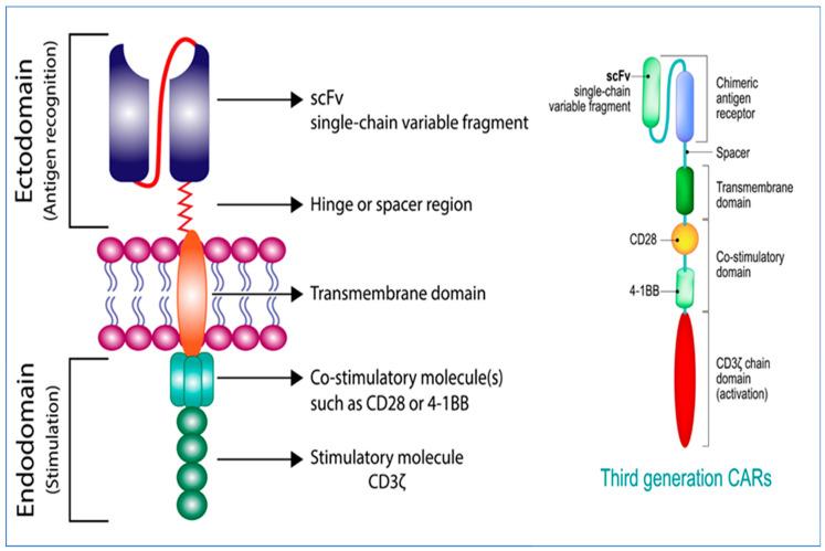 https://cdn.ncbi.nlm.nih.gov/pmc/blobs/733d/9913679/14d60e254e3c/cancers-15-00663-g002.jpg