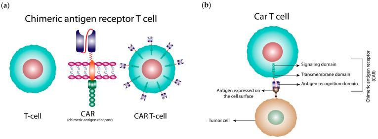 https://cdn.ncbi.nlm.nih.gov/pmc/blobs/733d/9913679/35c401a06689/cancers-15-00663-g001.jpg