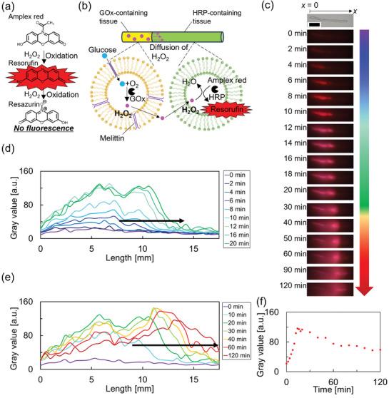 https://cdn.ncbi.nlm.nih.gov/pmc/blobs/733e/12021080/721a2c4ae25b/ADVS-12-2409066-g005.jpg
