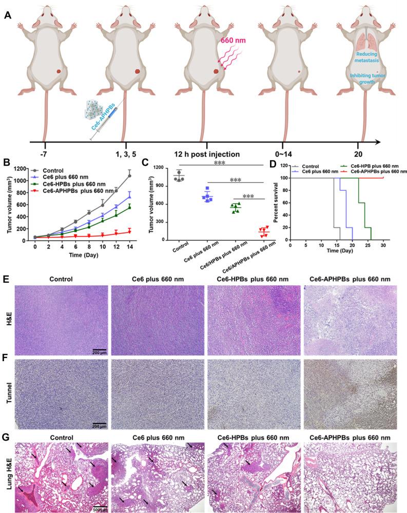 https://cdn.ncbi.nlm.nih.gov/pmc/blobs/7344/8964450/483ff61232a6/IJN-17-1397-g0005.jpg