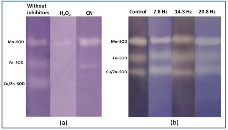 https://cdn.ncbi.nlm.nih.gov/pmc/blobs/7347/9370302/6cdf9006f205/plants-11-01955-g004.jpg